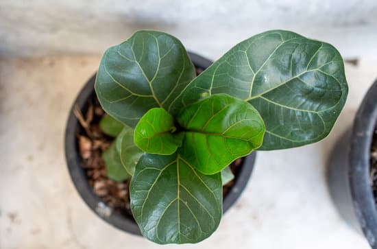 canva fiddle leaf fig tree MAEVOI0m7DQ