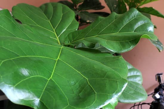 canva fiddle leaf fig tree bangkok thailand MADOtQEJsno