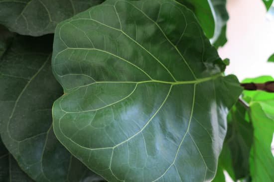 canva fiddle leaf fig tree bangkok thailand MADOtSKhcJA