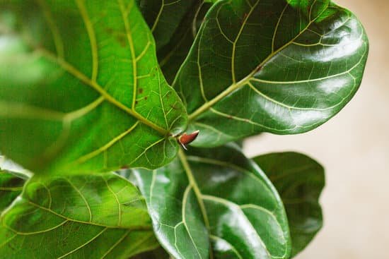 canva fiddle leaf fig tree leaves MAEE03QkwnQ