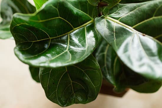 canva fiddle leaf fig tree leaves