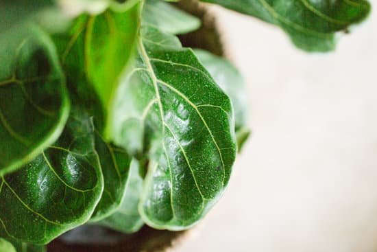 canva fiddle leaf fig tree leaves MAEE0ynM8jM