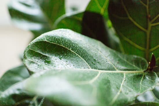 canva fiddle leaf fig tree leaves MAEE0z27E A