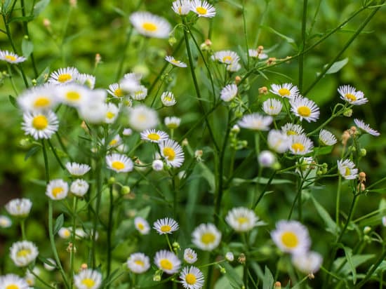 canva field chamomiles on a meadow MAEQr5s3ThA