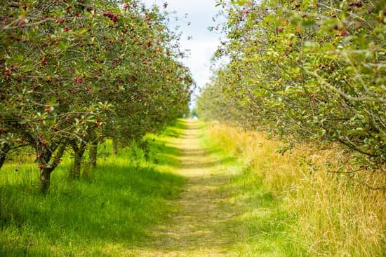 canva field of cherry trees MAEEg8trpis