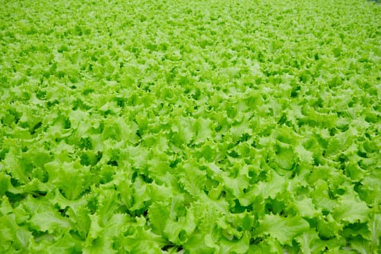 canva field of green lettuce MAEORbzbYAw