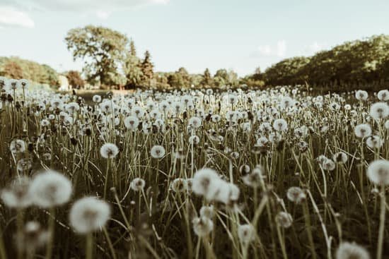 canva fields of dandelion MAD9orn1dvw