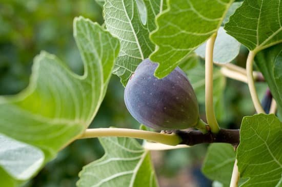 canva fig tree MAC6CVTjnRM