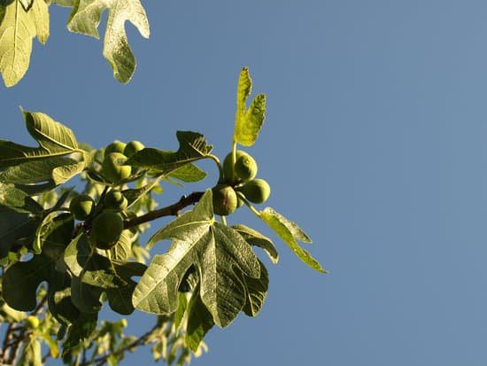canva fig tree MAC6hyL50JM