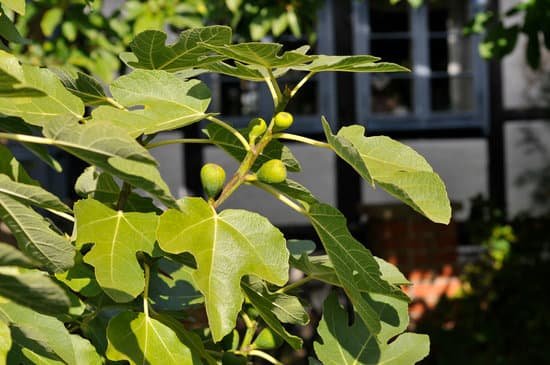 canva fig tree MAEEtbQHDAk