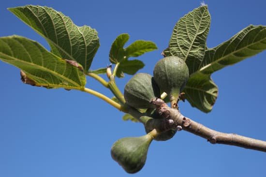 canva fig tree