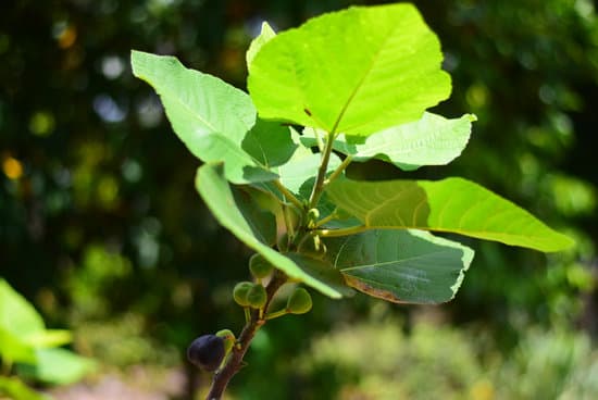 canva fig tree MAESHPY50M4