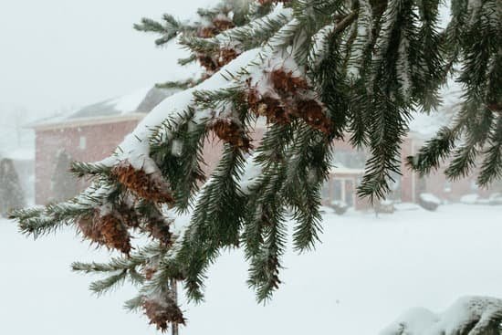 canva first snow pine cones tree nature winter MADCE7nZO9c