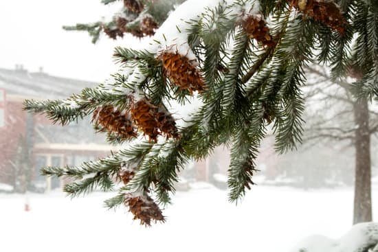 canva first snow pine cones tree nature winter