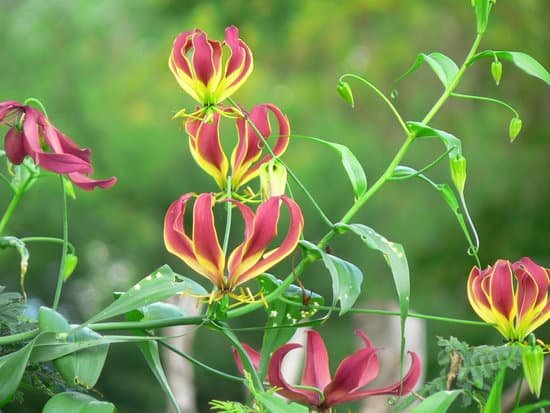 canva flame lily MADBDLg7g5A