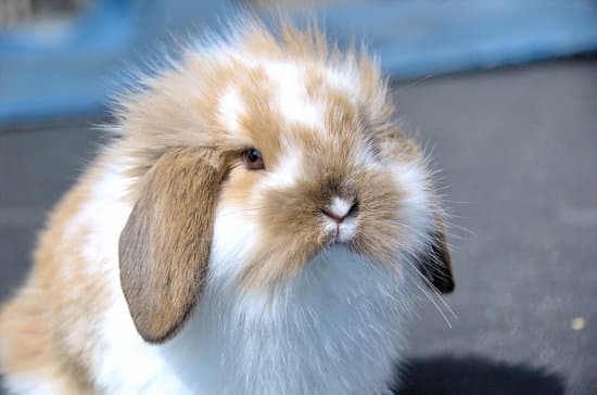canva flemish lop rabbit MADQtms38IQ