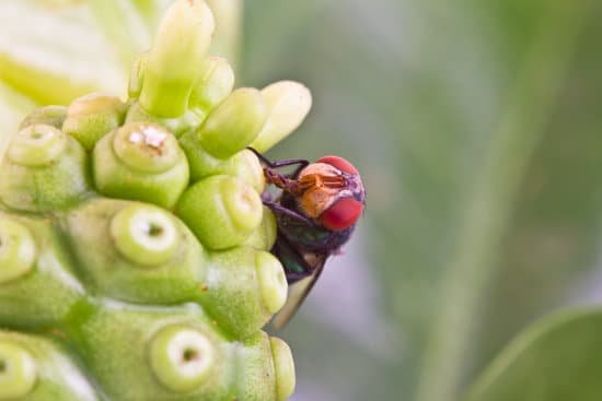 canva flies