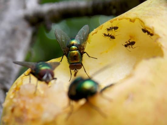 canva flies and ants on the pear