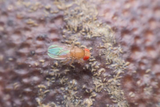 canva flies cause diseases. flies fruit.