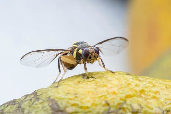 canva flies cause diseases. flies fruit. MADA cSB6Zs