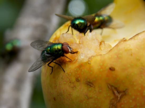 canva flies on a mature pear MADm0wA5JgQ