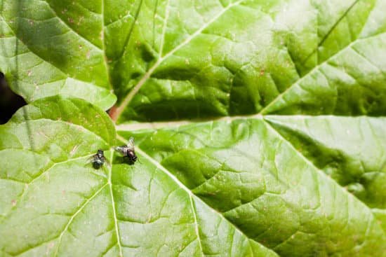 canva flies on a rhubarb leaf