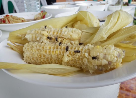 canva flies on the boiled corn MADFzsL96K8