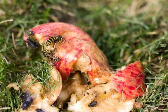 canva flies wasps and fruit MADE7 mttRI