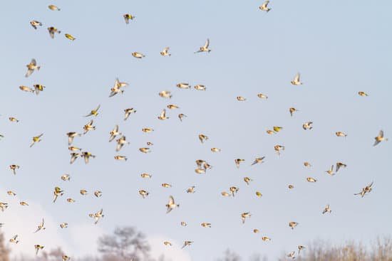 canva flock of beautiful birds flies through the sky MADq81DIvWE