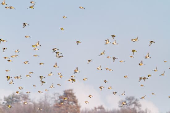 canva flock of beautiful songbirds flies through the sky MADq83pT5ho