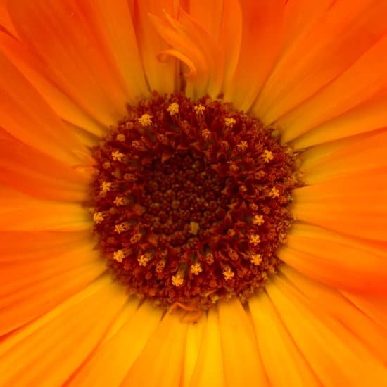 canva flower core of orange calendula flower closeup shot MADn3cbhF Q