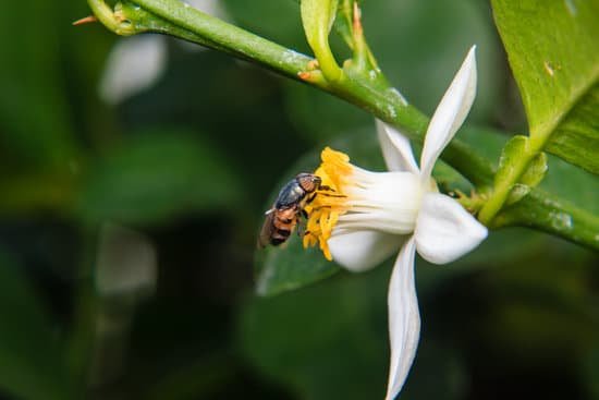 canva flower flies perched on flower MADBVG0myZc