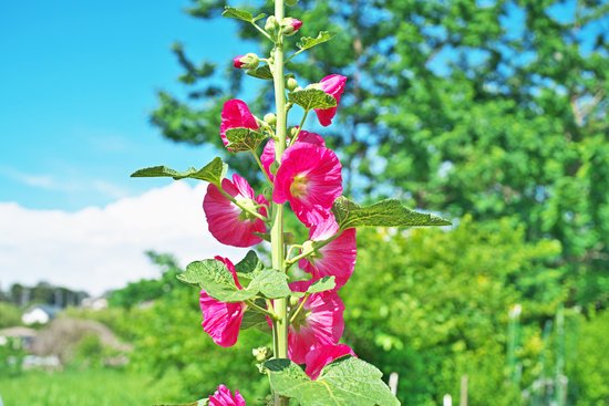 canva flower of the hollyhock MADFtbmZ PU