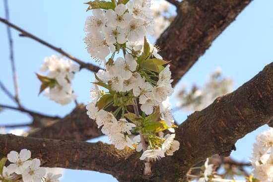 canva flowering cherry tree MAC9w7T5f o