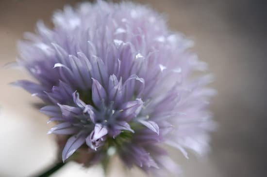 canva flowering chive MADB4C0Qa2c