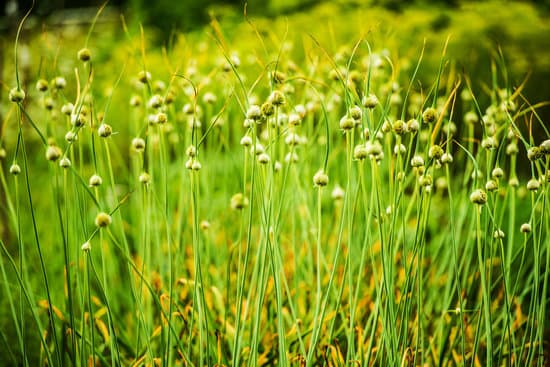 canva flowering chives MABZOBXkq9o