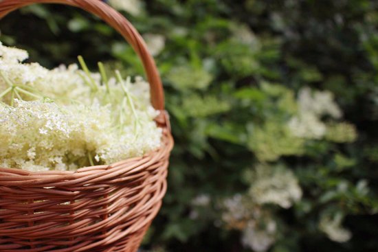 canva flowering elderberry MADFAvzg0rw