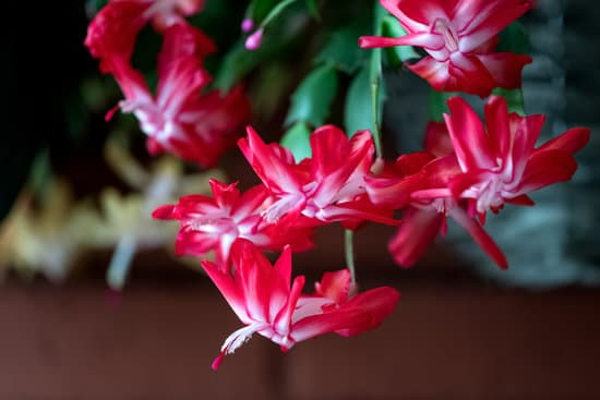 canva flowering schlumbergera cactus closeup red and white flowers MAEOUdLyi0E