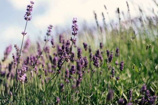 canva flowers in a lavender field MAECJiEtiUw