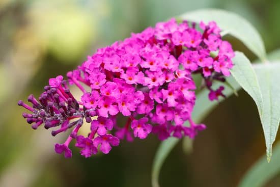 canva flowers of butterfly bush