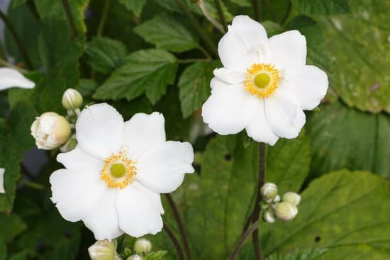 canva flowers of japanese anemone