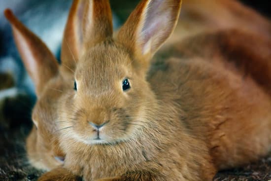 canva fluffy brown rabbits MADQ5m58BIU