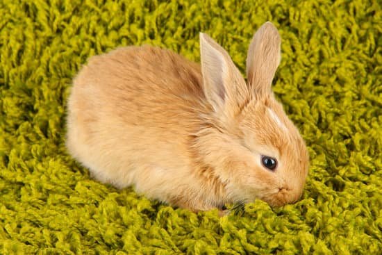 canva fluffy foxy rabbit on carpet close up