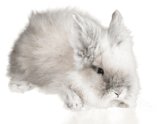 canva fluffy white rabbit MADAOBanLWE