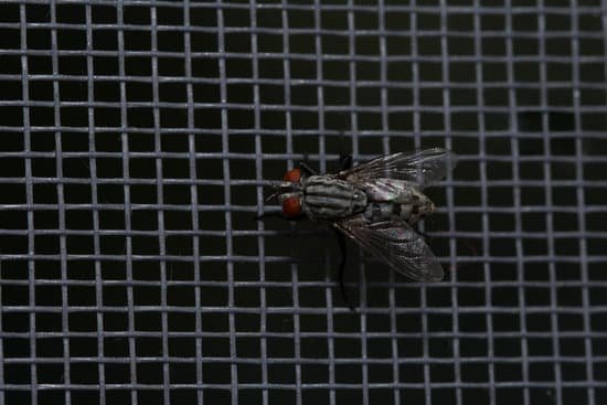 canva fly close up insect macro. insect screen background. the flies are insect carriers of cholera. living on kitchen accessories fruits vegetables and food scraps. MADnA0DmKms