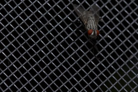canva fly close up insect macro. insect screen background. the flies are insect carriers of cholera. living on kitchen accessories fruits vegetables and food scraps. MADnA3Aa5iU