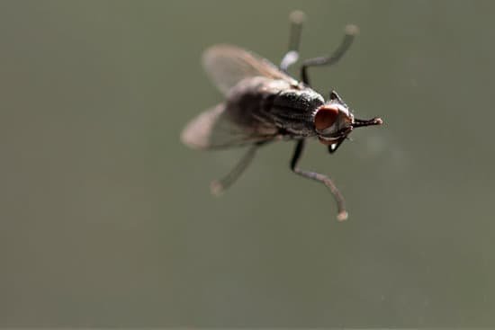 canva fly close up insect macro. insect screen background. the flies are insect carriers of cholera. living on kitchen accessories fruits vegetables and food scraps. MADnAwgCZB4