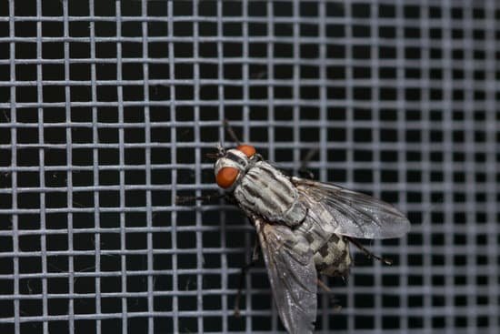 canva fly close up insect macro. insect screen background. the flies are insect carriers of cholera. living on kitchen accessories fruits vegetables and food scraps. MADnAzZBASk