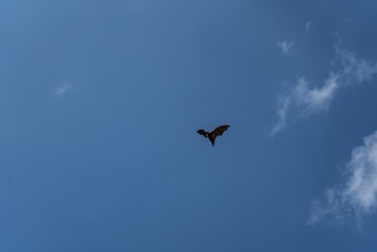 canva flying fox flies in the sky under the clouds MADt6bPPfYk