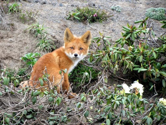 canva fox in the wild MADQ5LTmbWQ